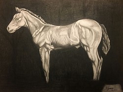 The Colt