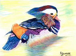Crazy Duck